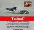 /album/fenykepgaleria/megosztani-er-jpg/